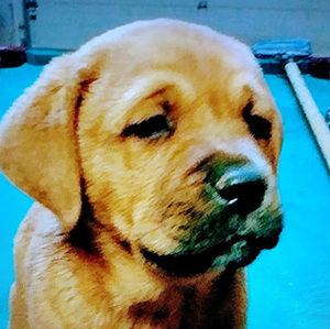 Meet your Posher, Brian